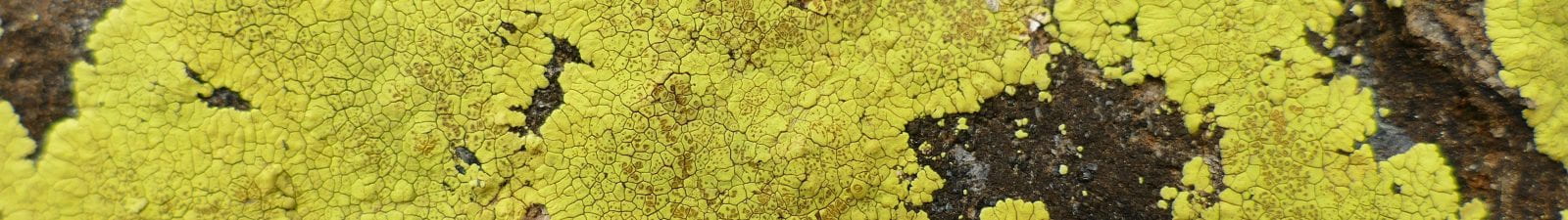 lichens alpujarra